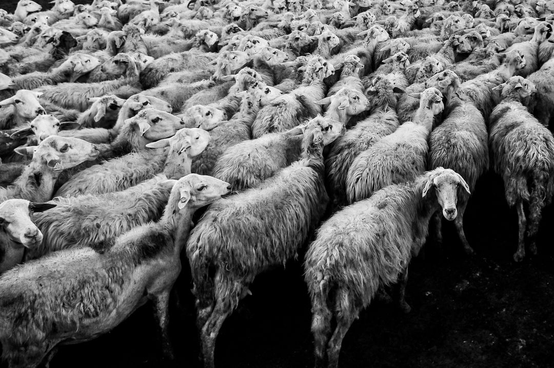 Sheep flock black and white animals - Free Images, Stock Photos and Pictures on Pikwizard.com