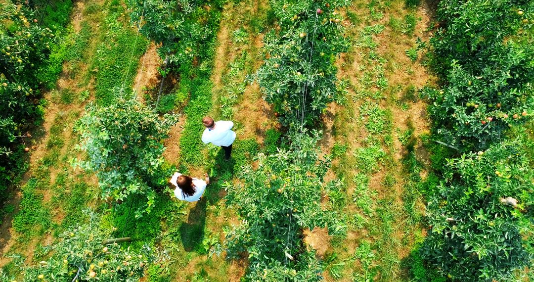 Aerial View of Farmers Walking Through Apple Orchard - Free Images, Stock Photos and Pictures on Pikwizard.com