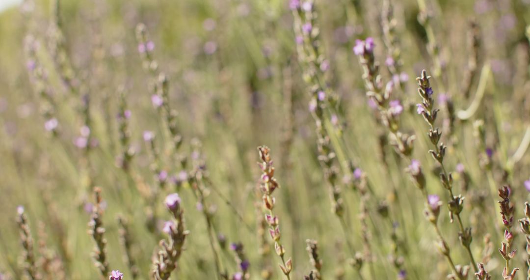 Beautiful Lavender Field in Bloom on a Sunny Day - Free Images, Stock Photos and Pictures on Pikwizard.com