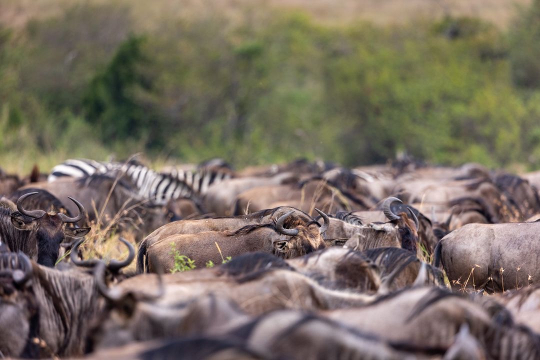 Wildebeest Herd Migrating Across African Savannah with Zebra Stripes in Background