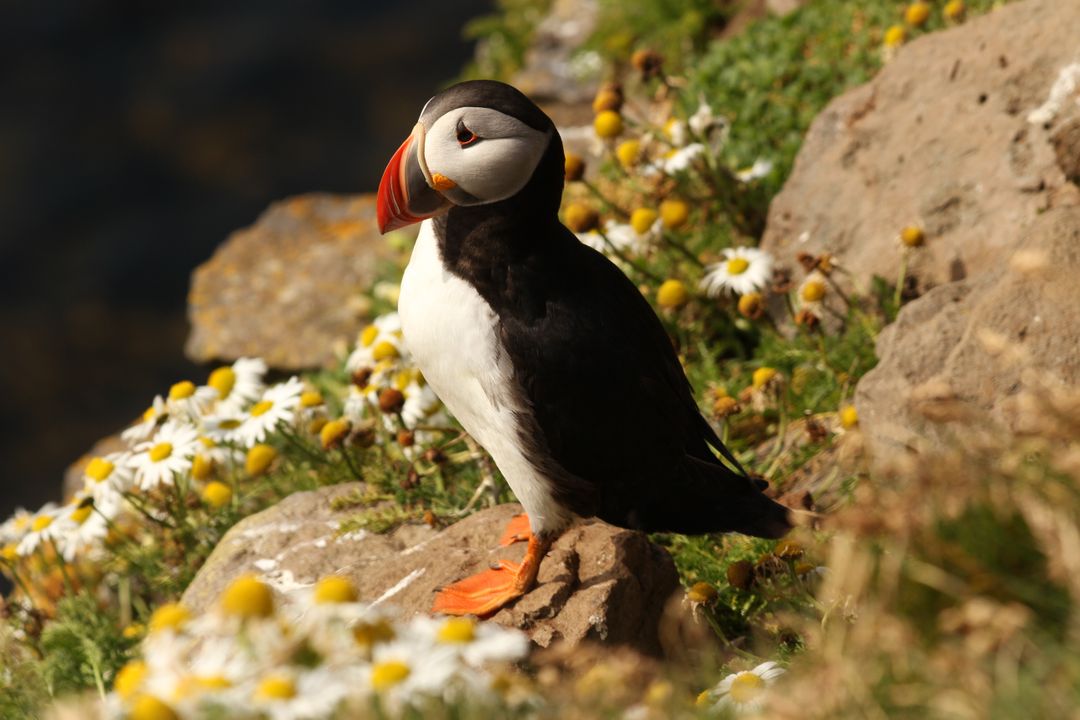 Puffin Standing on Rock in Flowering Meadow - Free Images, Stock Photos and Pictures on Pikwizard.com