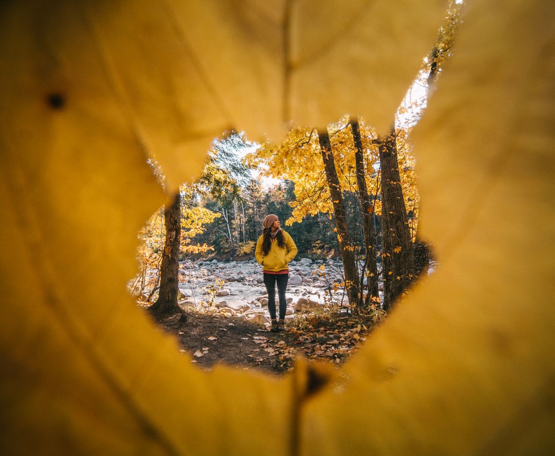 Person Exploring Forest Through Fall Leaves - Free Images, Stock Photos and Pictures on Pikwizard.com