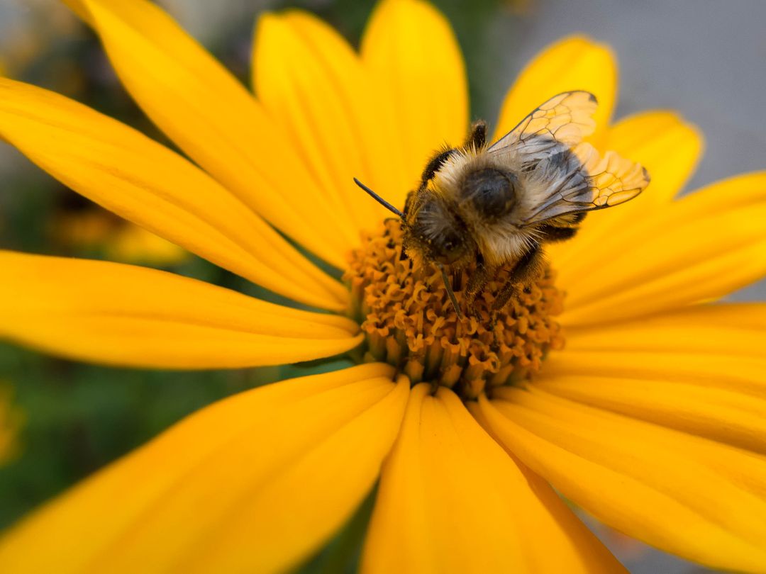 Bee collecting pollen on vibrant yellow daisy macro nature close-up for pollination study
