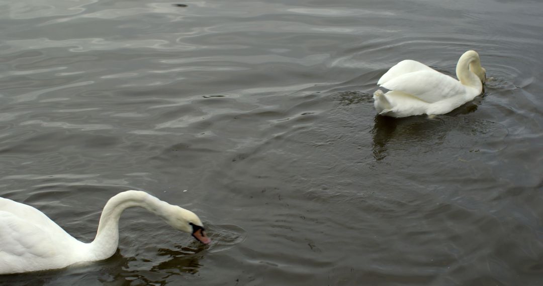 Swans moving over water with birds flying over the lake - Free Images, Stock Photos and Pictures on Pikwizard.com