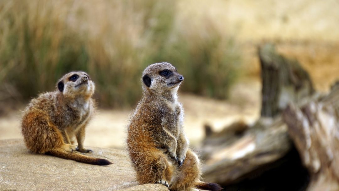 Two Meerkats Sitting on Rock in Natural Habitat - Free Images, Stock Photos and Pictures on Pikwizard.com