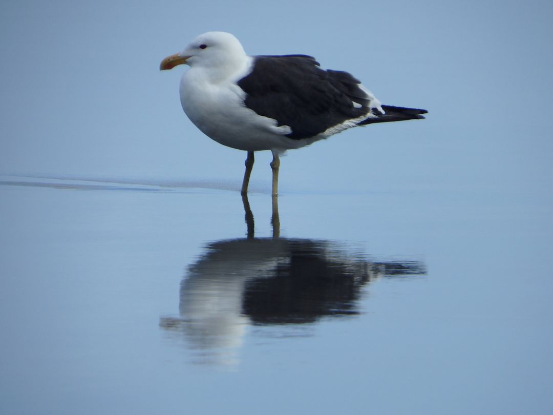 Seagull Standing Quietly on Water Surface Reflecting Below - Free Images, Stock Photos and Pictures on Pikwizard.com