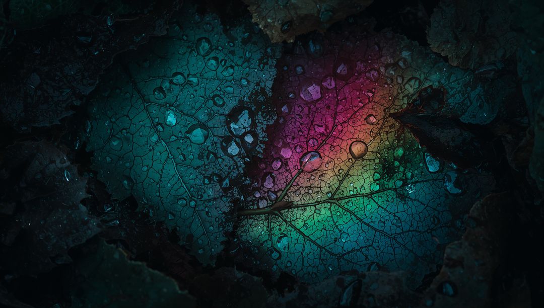 Decaying Leaf Glowing with Iridescent Dew and Prismatic Water Droplets