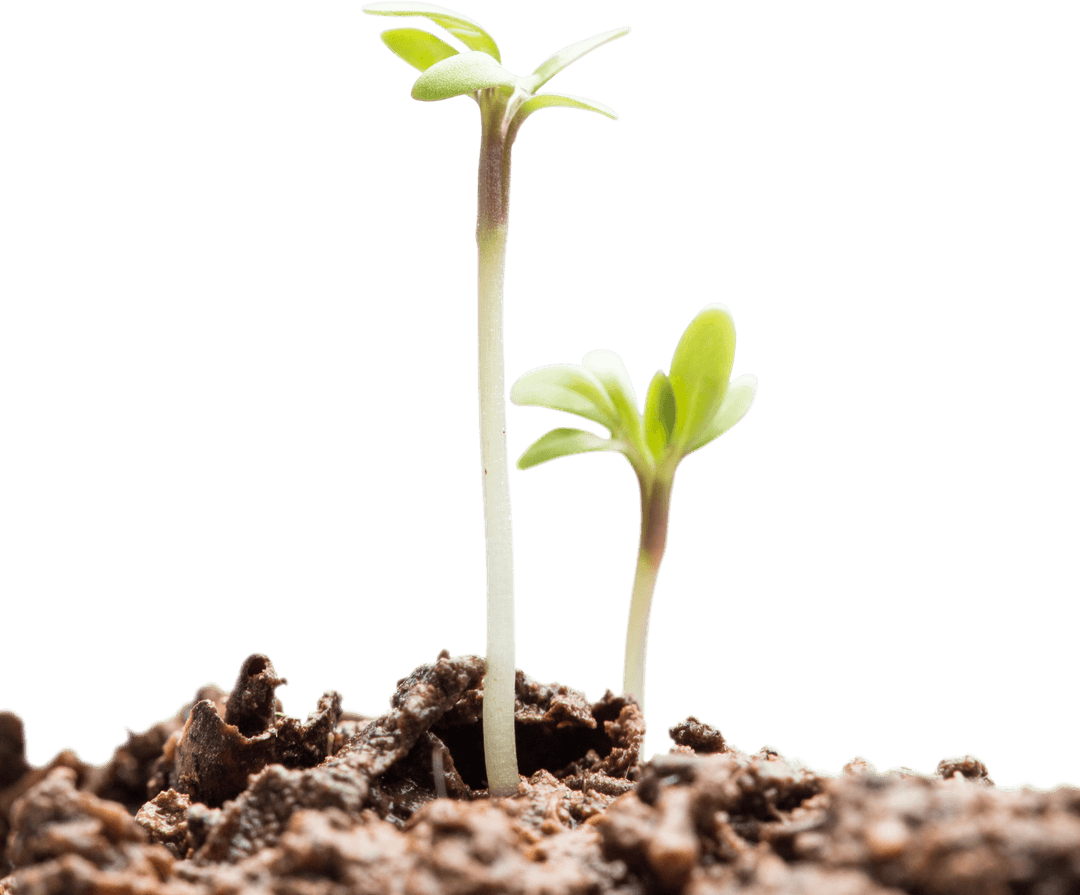 Transparent Seedlings Sprouting from Rich Soil Texture