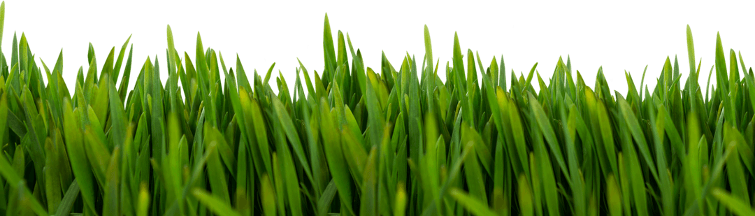 Vivid Green Grass Clearing with Transparent Background