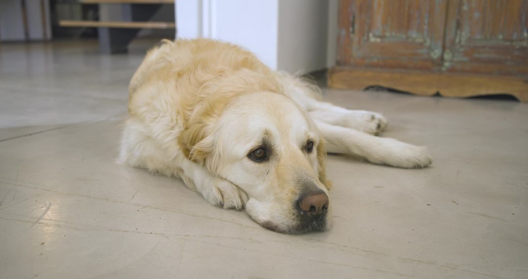 Golden Retriever Resting on Polished Concrete Floor at Home