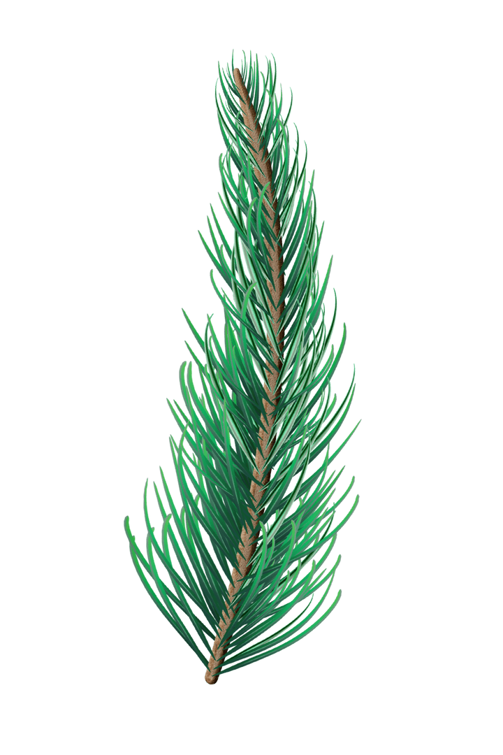 Realistic Transparent Fir Branch Isolated