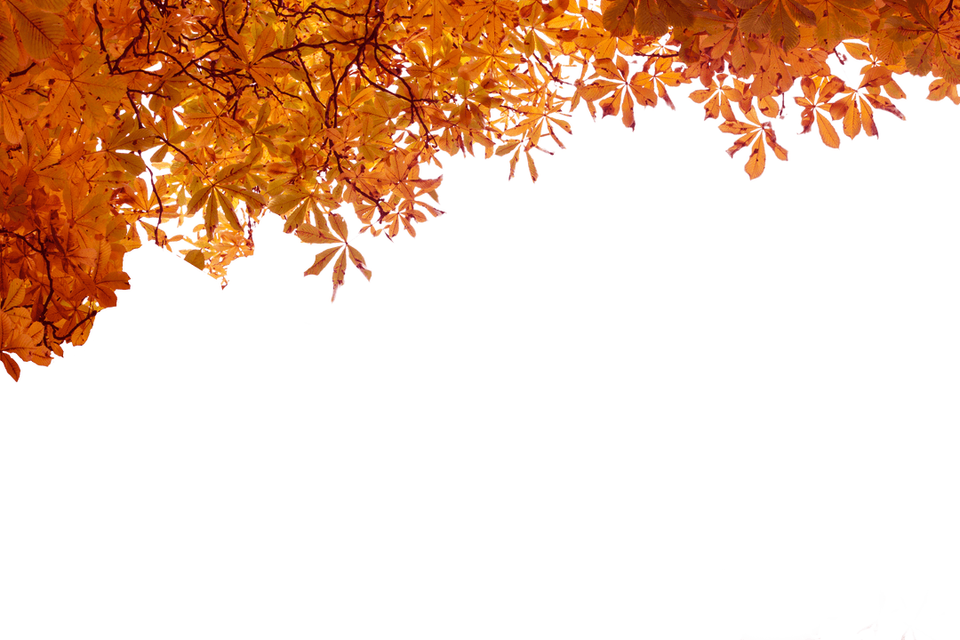Transparent Autumn Tree Branches with Vibrant Foliage