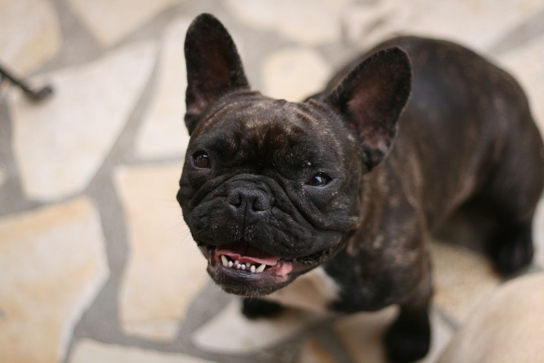 French bulldog Bulldog Dog - Free Images, Stock Photos and Pictures on Pikwizard.com