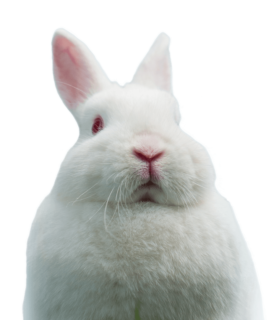 Close Up of White Rabbit Portrait on Transparent Background