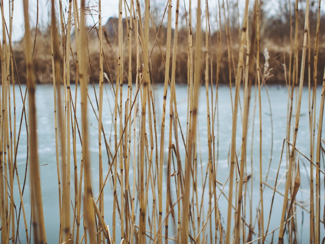 Tall Grass by a Tranquil Frozen Lake in Winter - Free Images, Stock Photos and Pictures on Pikwizard.com