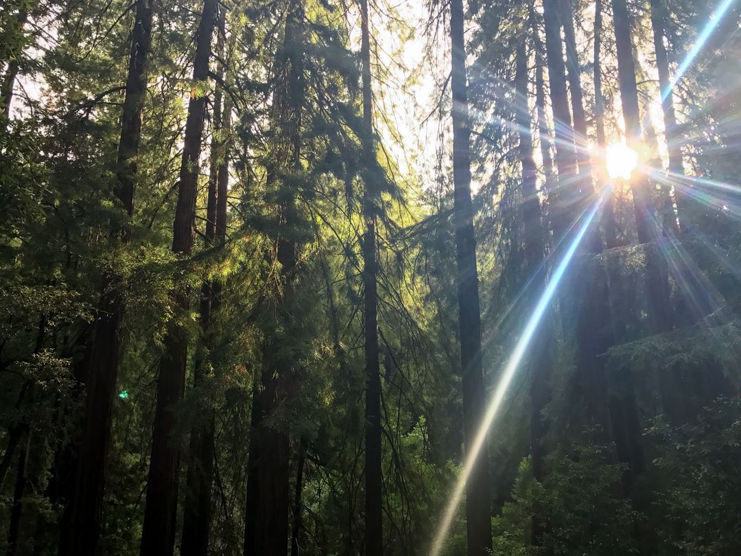 Sunlight Filtering Through Tall Redwood Trees in Forest