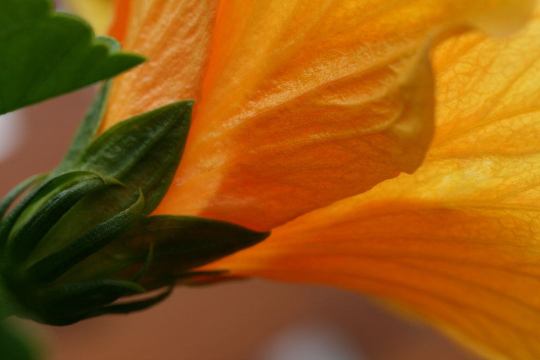 Close-up of Vibrant Orange Flower with Green Stem