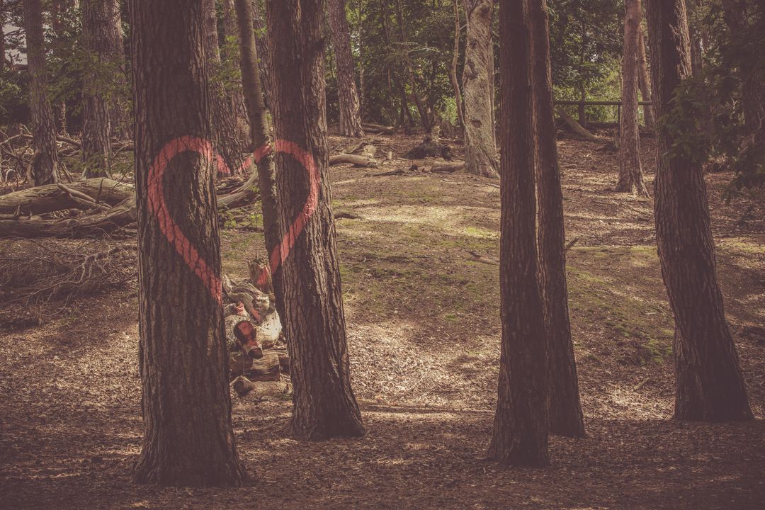 Heart Symbol on Tree Trunk in Serene Woodland
