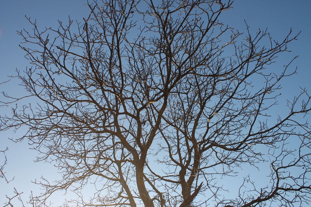 Bare Tree Branches Silhouetted Against Clear Blue Sky - Free Images, Stock Photos and Pictures on Pikwizard.com