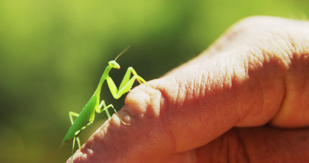 Praying Mantis Perching on Human Finger in Sunlight - Free Images, Stock Photos and Pictures on Pikwizard.com