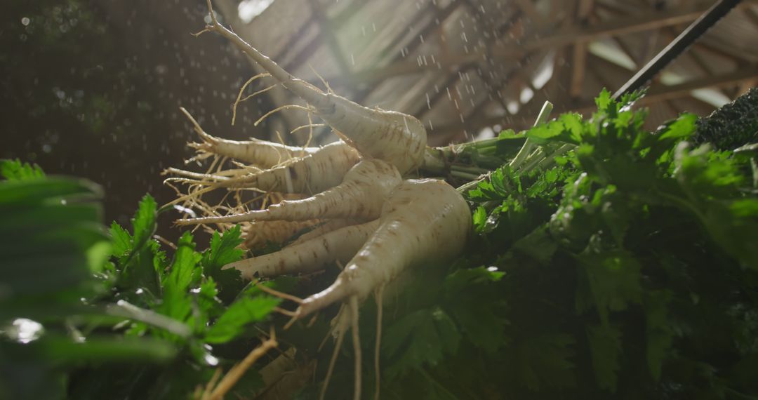 Fresh Parsnips with Sunlight Filtering Through Leaves