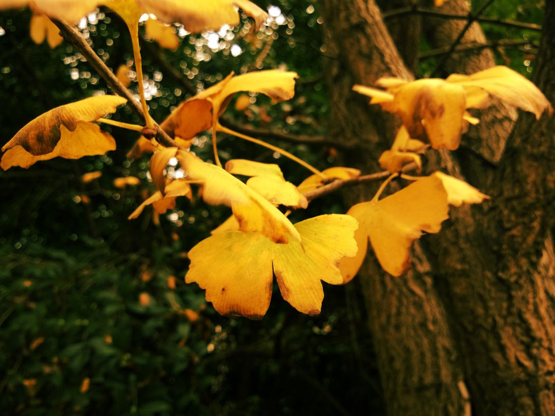 Close-Up of Yellow Autumn Leaves on Tree Branches - Free Images, Stock Photos and Pictures on Pikwizard.com