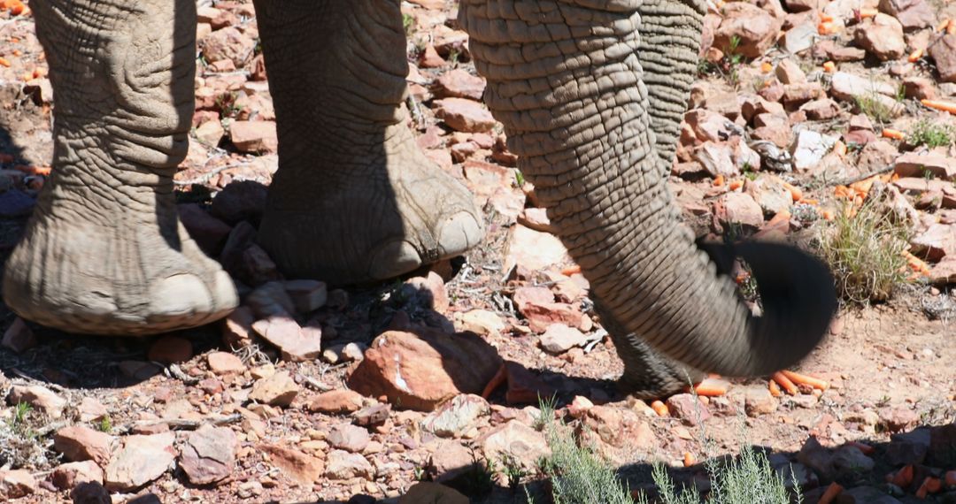 Close-up of Elephant's Feet and Trunk on Rocky Ground - Free Images, Stock Photos and Pictures on Pikwizard.com