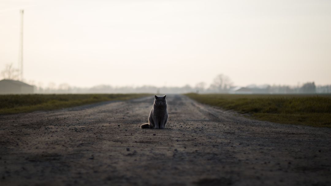 Lonely Cat Sitting On Dirt Road During Misty Morning - Free Images, Stock Photos and Pictures on Pikwizard.com