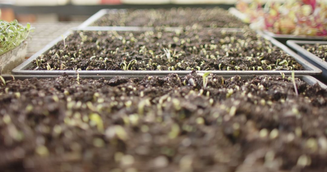 Sprouting Vegetable Seedlings in Greenhouse Tray