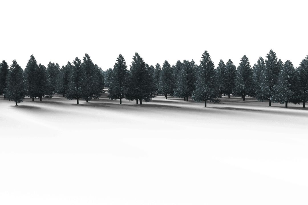 Transparent Winter Forest with Evergreen Pine Trees