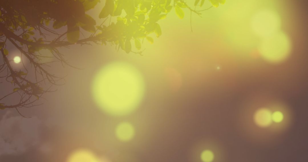 Yellow Light Bokeh with Tree Silhouette for Celebrations