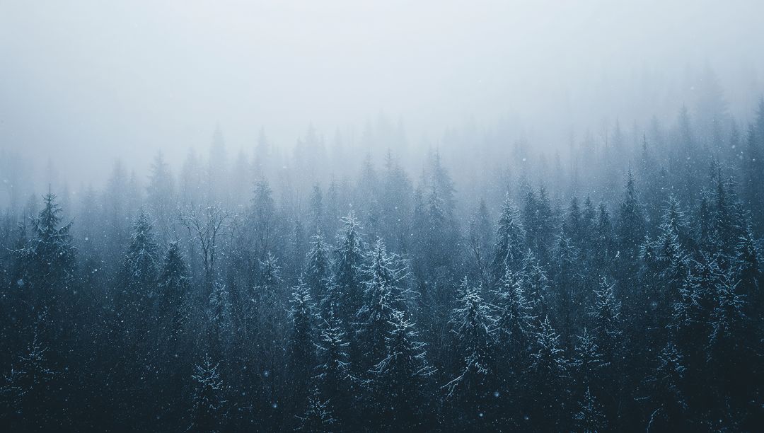 Snow-dusted fir and spruce forest fading into misty fog, layered winter conifer landscape