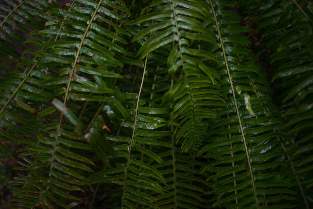 Ferns green greenery rain forest - Free Images, Stock Photos and Pictures on Pikwizard.com