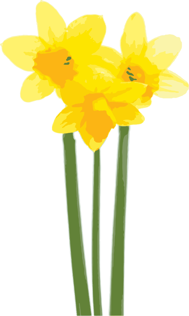 Vibrant Daffodils Illustration on Transparent Background