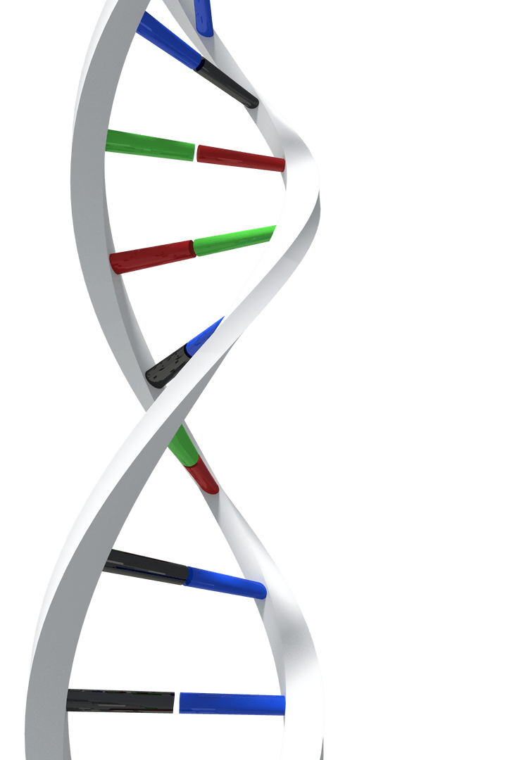 Realistic DNA Strand on Transparent Background
