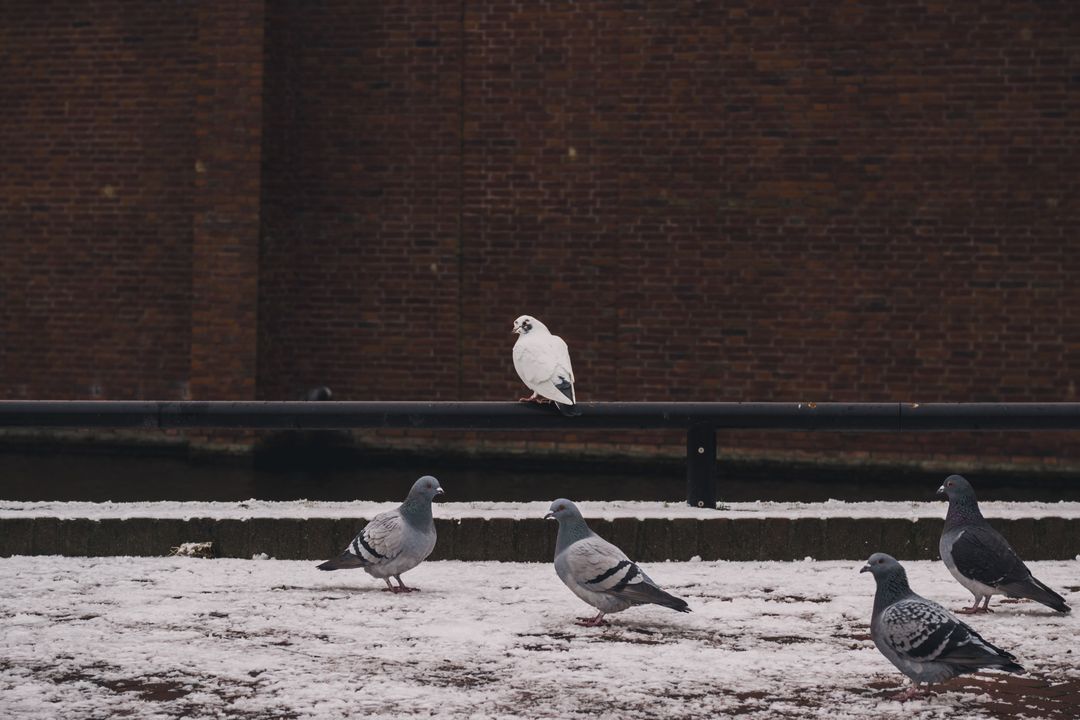 Group of Pigeons on Snowy Ground with White One Standing Out - Free Images, Stock Photos and Pictures on Pikwizard.com