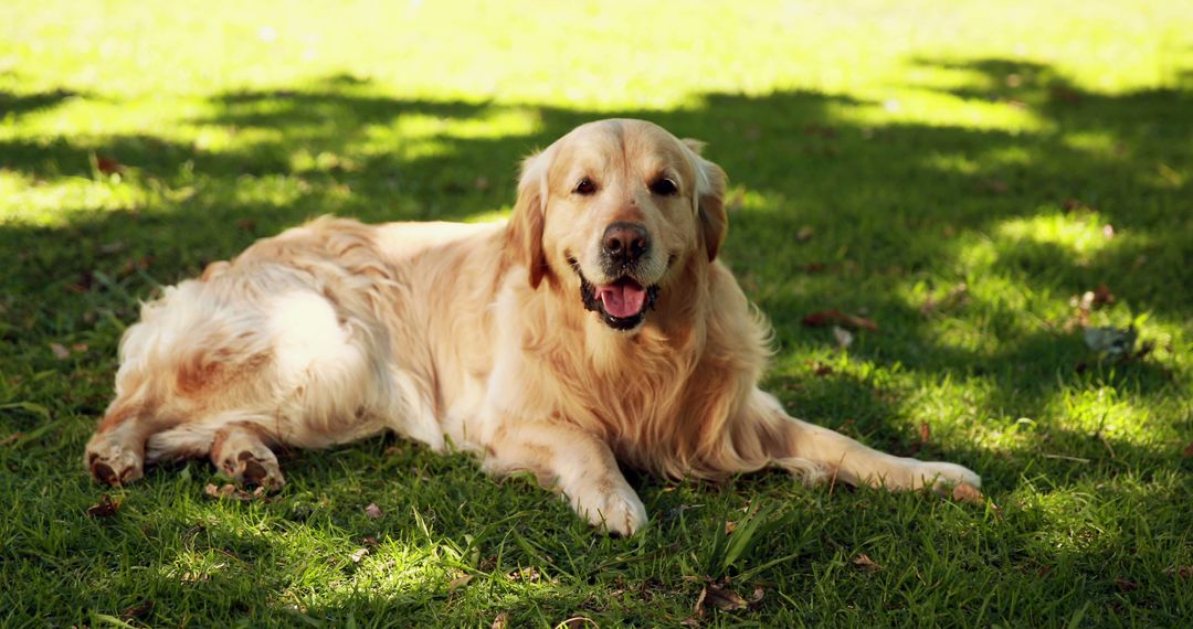 A golden retriever lies contentedly on the grass, basking in the sunlight - Free Images, Stock Photos and Pictures on Pikwizard.com