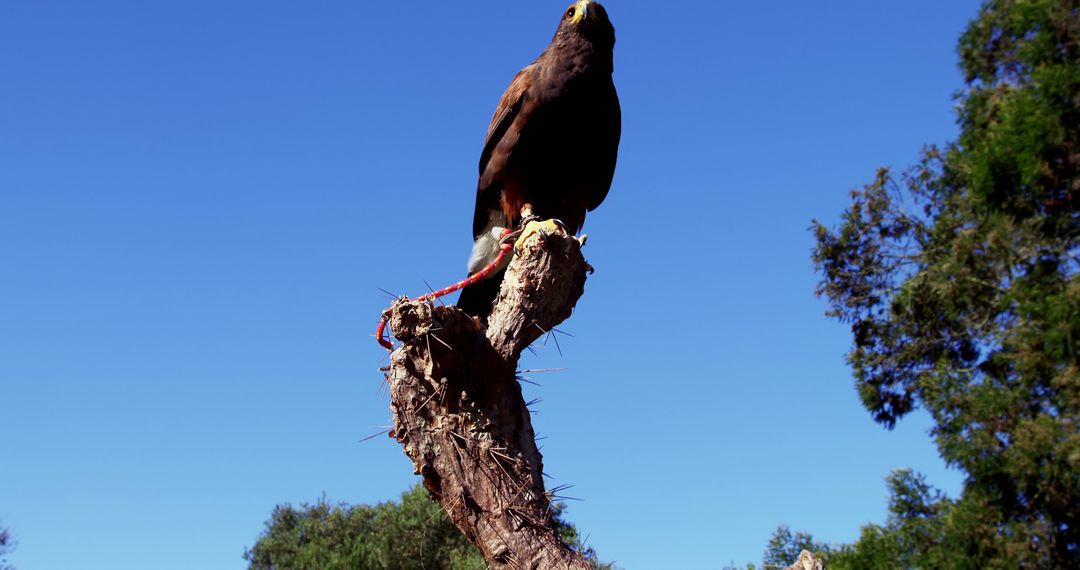 Hawk Perched on Tree Branch Against Clear Blue Sky - Free Images, Stock Photos and Pictures on Pikwizard.com