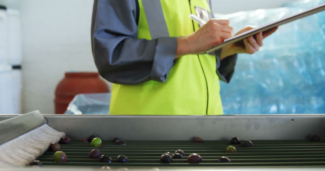 Worker Inspecting Olives on Conveyor Belt for Quality Control - Free Images, Stock Photos and Pictures on Pikwizard.com