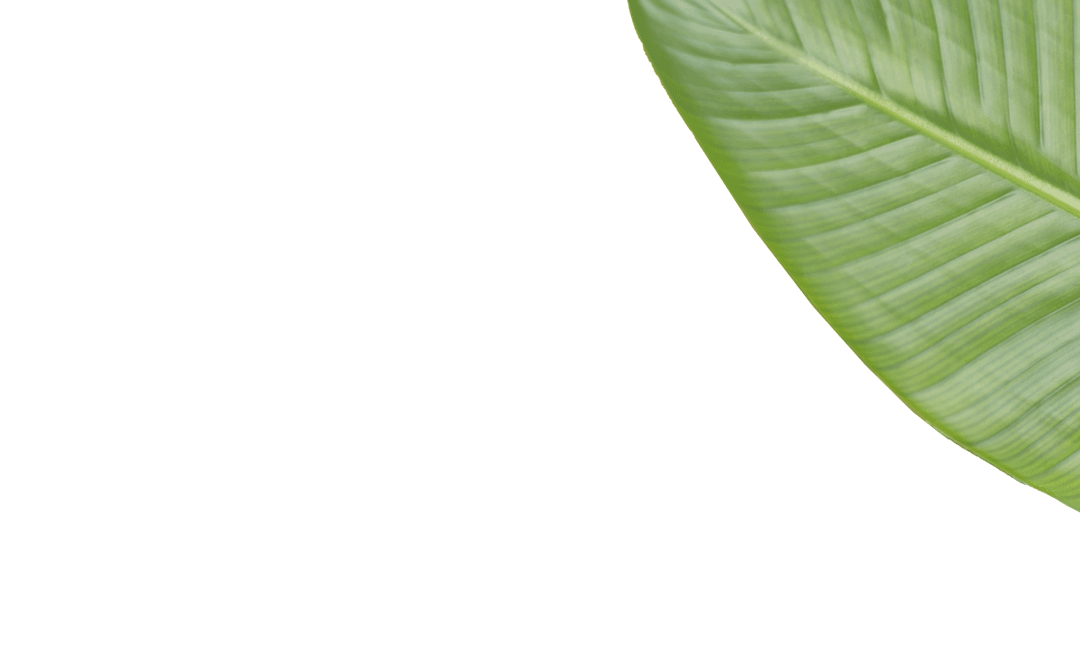 Bright Green Leaf on Transparent Background Ideal for Nature Designs