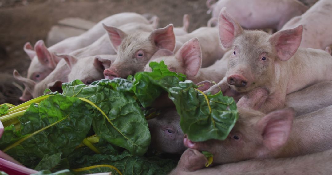 Close up of herd of pigs eating on farm - Free Images, Stock Photos and Pictures on Pikwizard.com