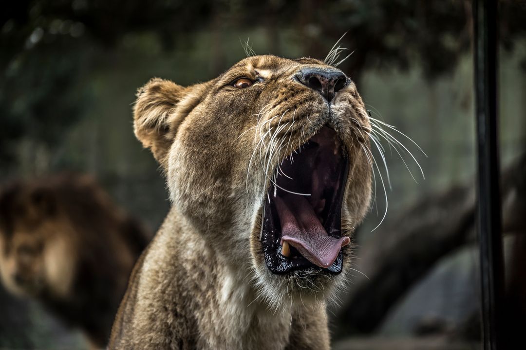 Majestic lioness yawning close-up showing open mouth, whiskers and fierce expression