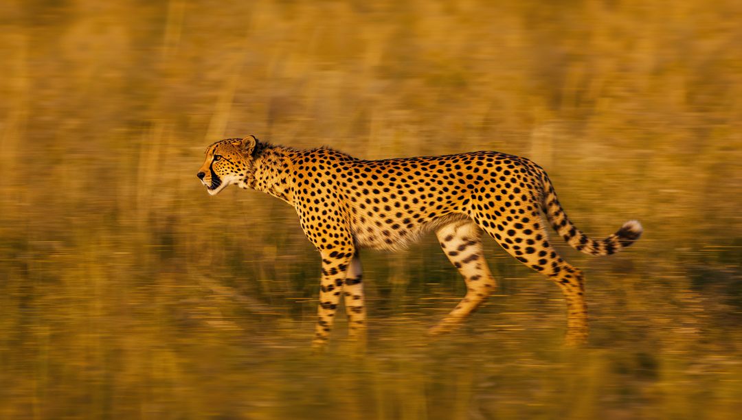 Graceful Cheetah Traversing Golden Savanna at Sunset