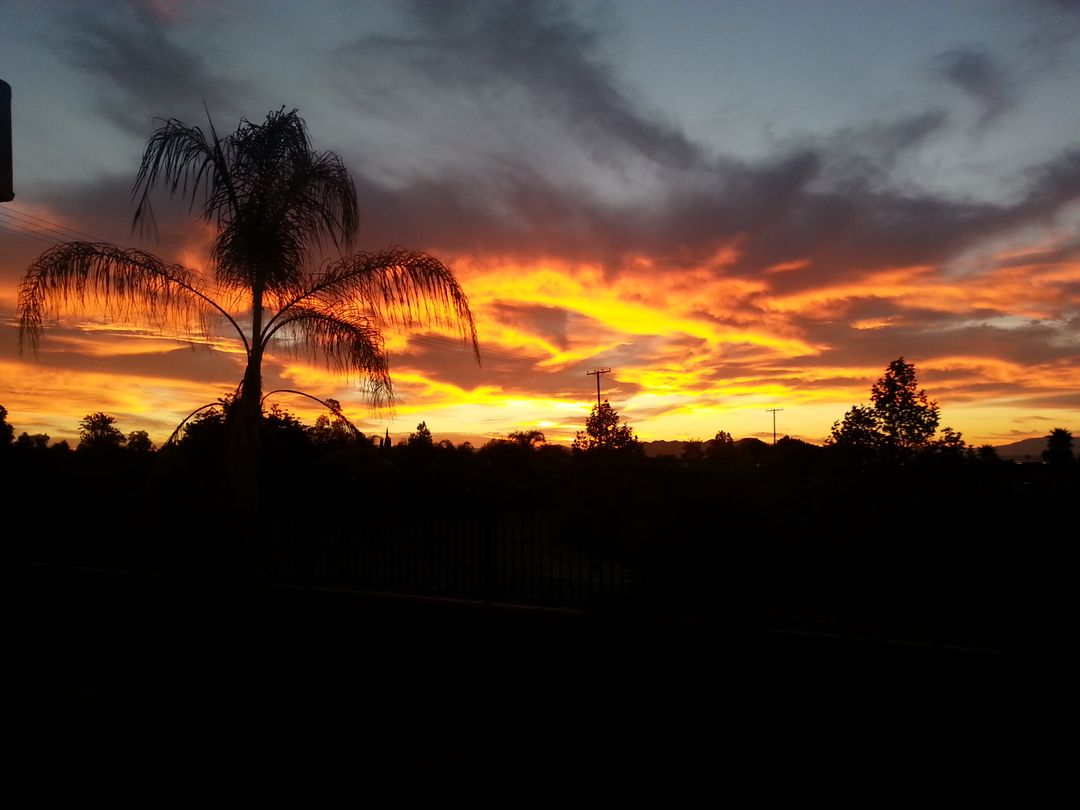 Vibrant Sunset with Palm Tree Silhouette - Free Images, Stock Photos and Pictures on Pikwizard.com