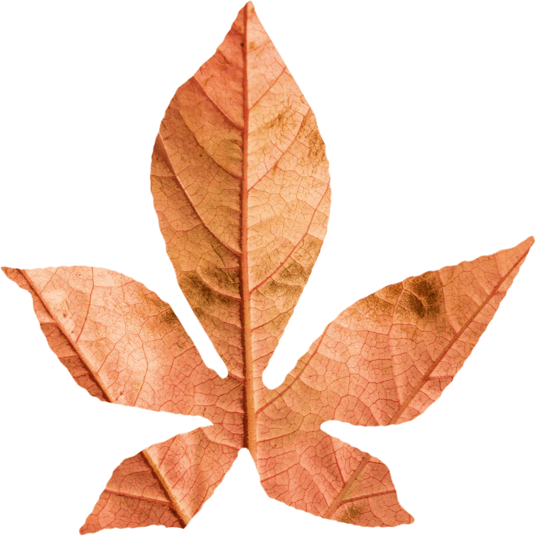 Close-Up of Transparent Brown Autumn Leaf Overlay