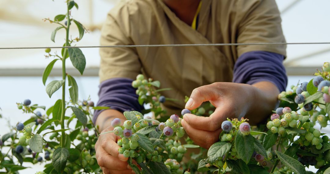 Farmer Harvesting Ripe Blueberries in Greenhouse - Free Images, Stock Photos and Pictures on Pikwizard.com