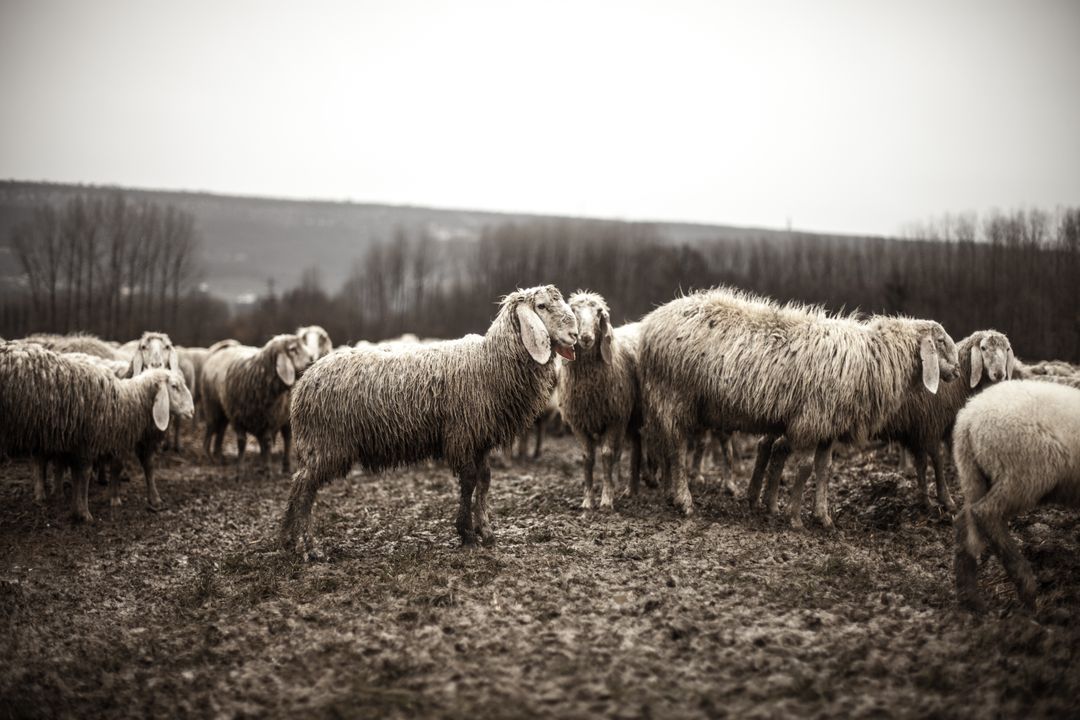 Flock of Sheep Grazing in Rainy Field - Free Images, Stock Photos and Pictures on Pikwizard.com