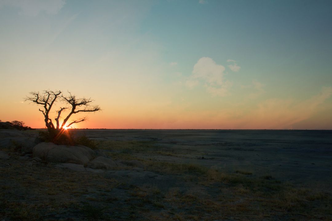 Isolated Tree Against Dramatic Sunset Sky in Vast Landscape - Free Images, Stock Photos and Pictures on Pikwizard.com