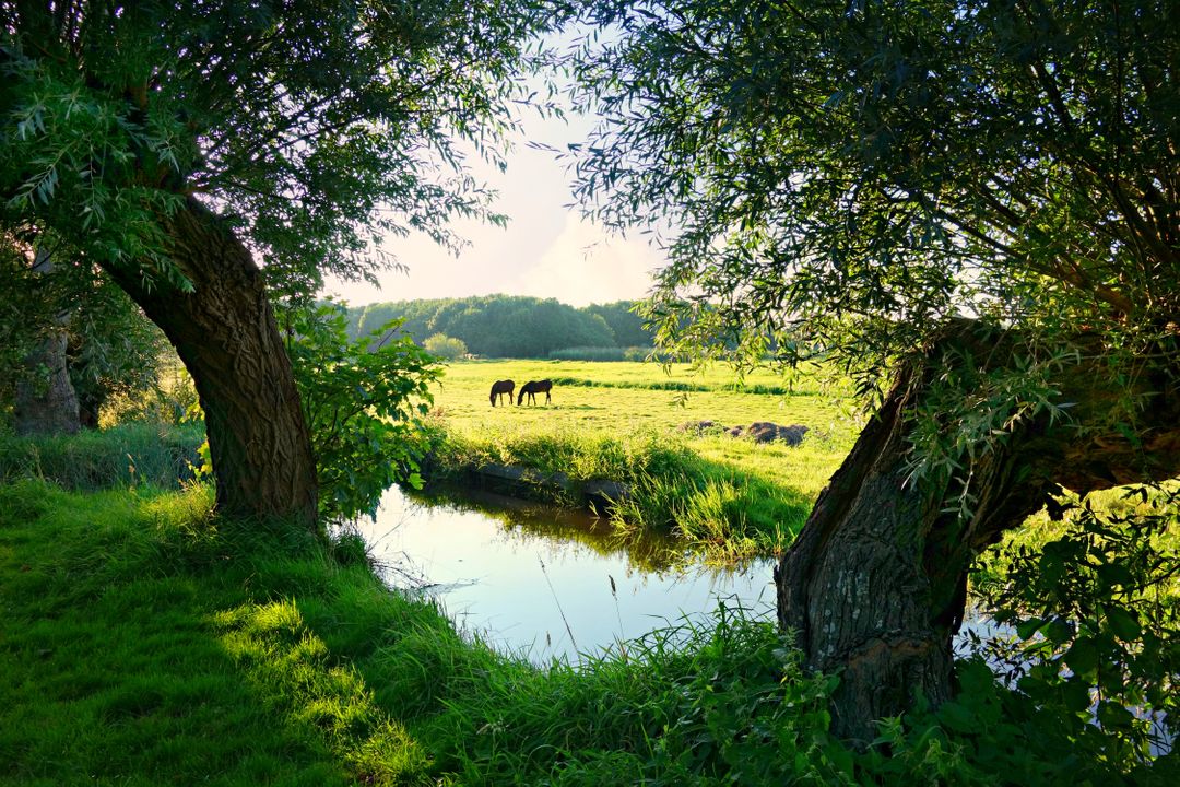 Horses Grazing in Idyllic Pastoral Landscape - Free Images, Stock Photos and Pictures on Pikwizard.com