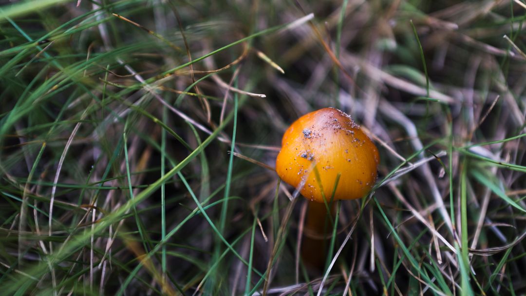Solitary Orange Mushroom Growing in Grass - Free Images, Stock Photos and Pictures on Pikwizard.com
